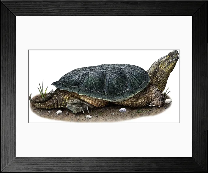 Framed Print : Common Snapping Turtle Framed Print : Common Snapping Turtle