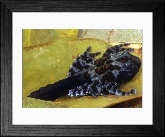 Framed Print : Vietnamese Moss Frog Framed Print : Vietnamese Moss Frog