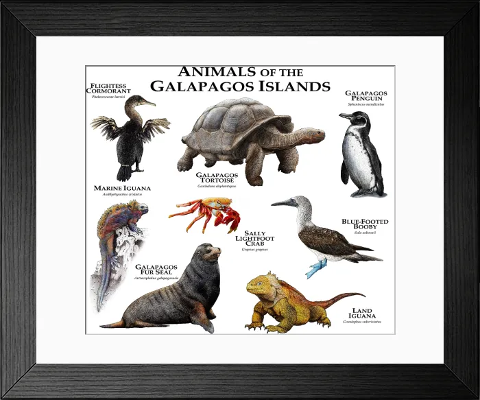 Framed Print : Animals of The Galapagos, Illustration of Tortoise, Iguana, Penguins, Blue-Footed Booby and Others Framed Print : Animals of The Galapagos, Illustration of Tortoise, Iguana, Penguins, Blue-Footed Booby and Others