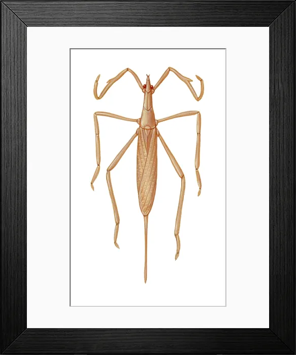 Framed Print : Water Scorpion