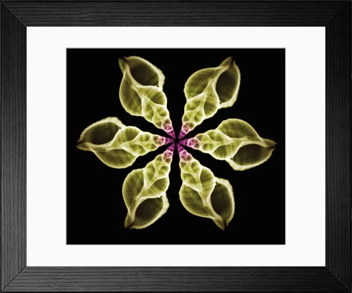 Framed Print : Sea Shells, X-Ray Collage Framed Print : Sea Shells, X-Ray Collage