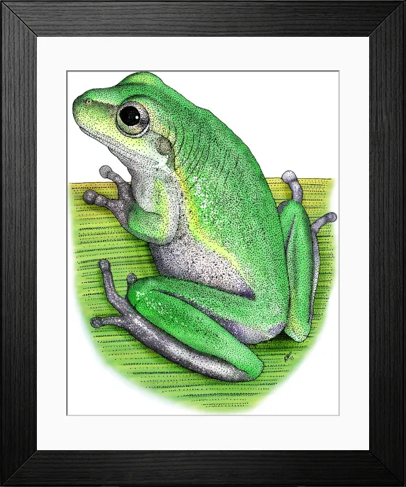 Framed Print : Squirrel Treefrog Framed Print : Squirrel Treefrog