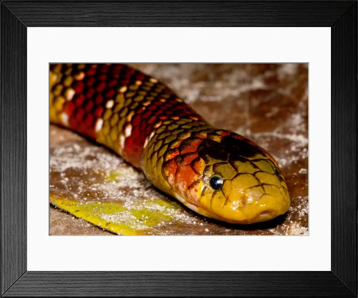Framed Print : Langsdorf's Coralsnake Framed Print : Langsdorf's Coralsnake