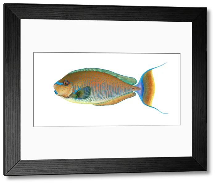 Framed Print : Bignose Unicornfish (Naso vlamingii) Framed Print : Bignose Unicornfish (Naso vlamingii)