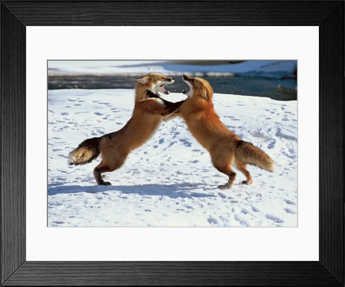 Framed Print : Red Fox Greeting Framed Print : Red Fox Greeting
