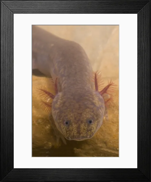 Framed Print : West Virginia Spring Salamander