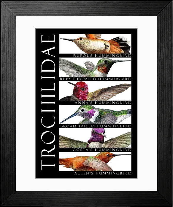 Framed Print : Hummingbirds of North America