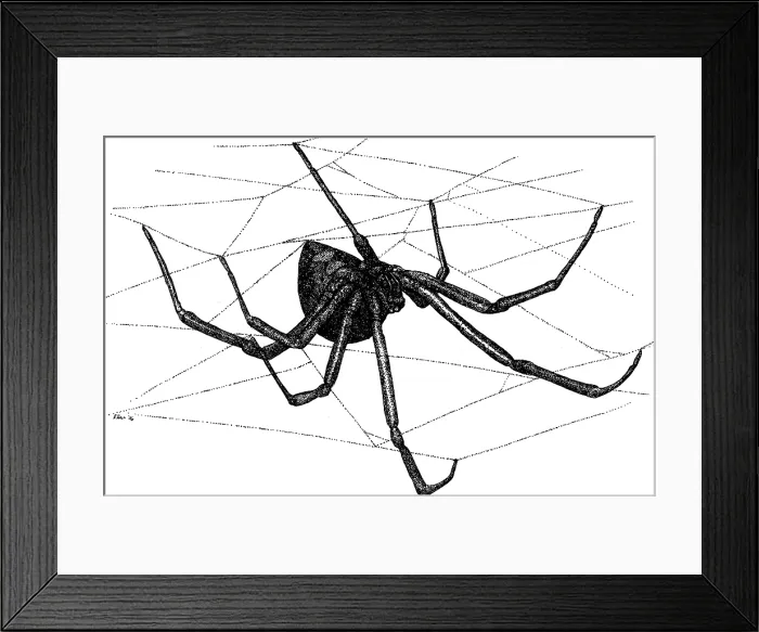 Framed Print : Black Widow Spider Framed Print : Black Widow Spider