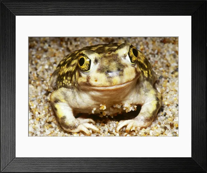 Framed Print : Spadefoot Toad Framed Print : Spadefoot Toad