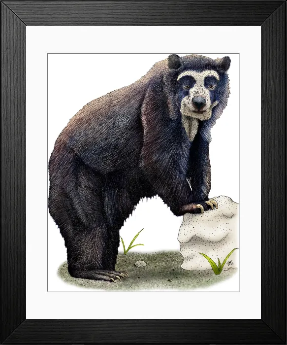 Framed Print : Spectacled Bear Framed Print : Spectacled Bear