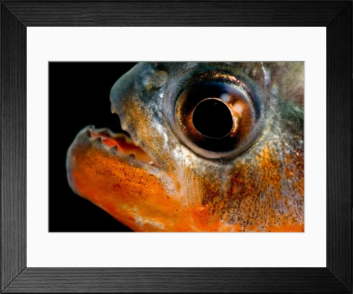 Framed Print : Piranhas are South American fish that typically swim in large schools Framed Print : Piranhas are South American fish that typically swim in large schools