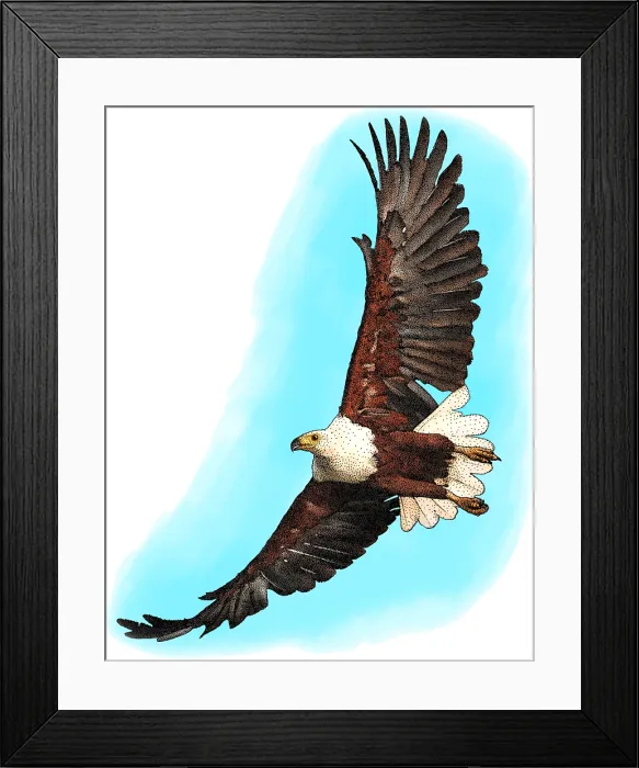 Framed Print : African Fish Eagle, Illustration