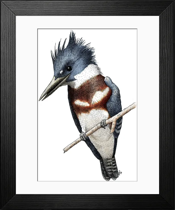 Framed Print : Belted Kingfisher Framed Print : Belted Kingfisher