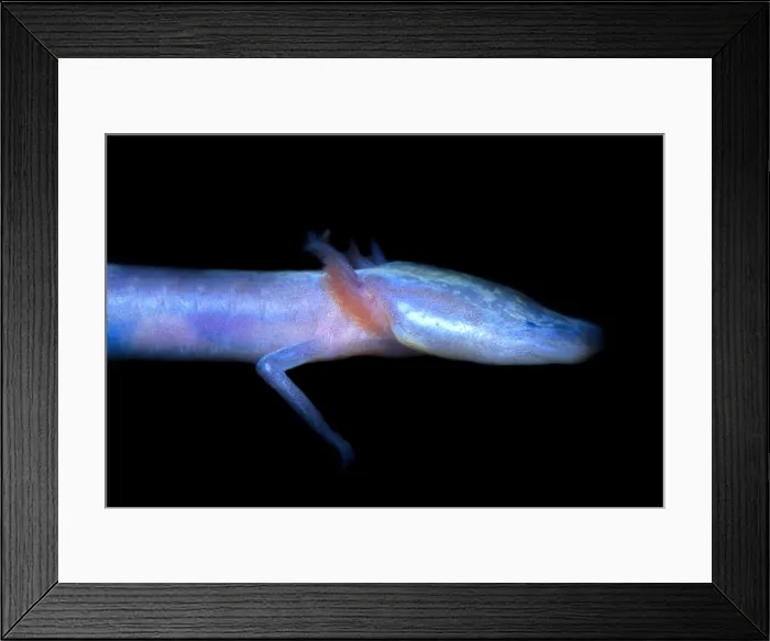 Framed Print : Austin Blind Salamander Framed Print : Austin Blind Salamander