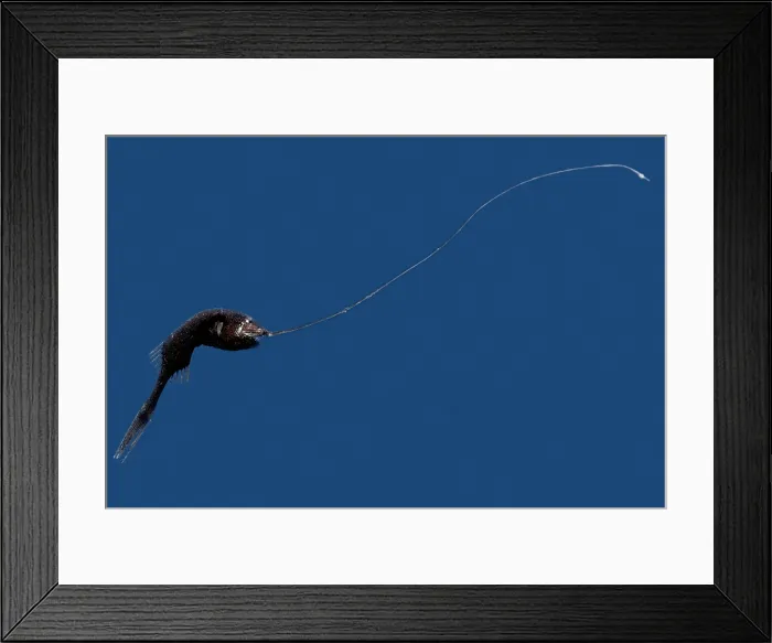 Framed Print : Whipnose Anglerfish female (G. microdontis) Framed Print : Whipnose Anglerfish female (G. microdontis)