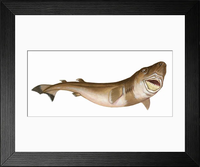 Framed Print : Cookiecutter Shark (Isistius brasiliensis)