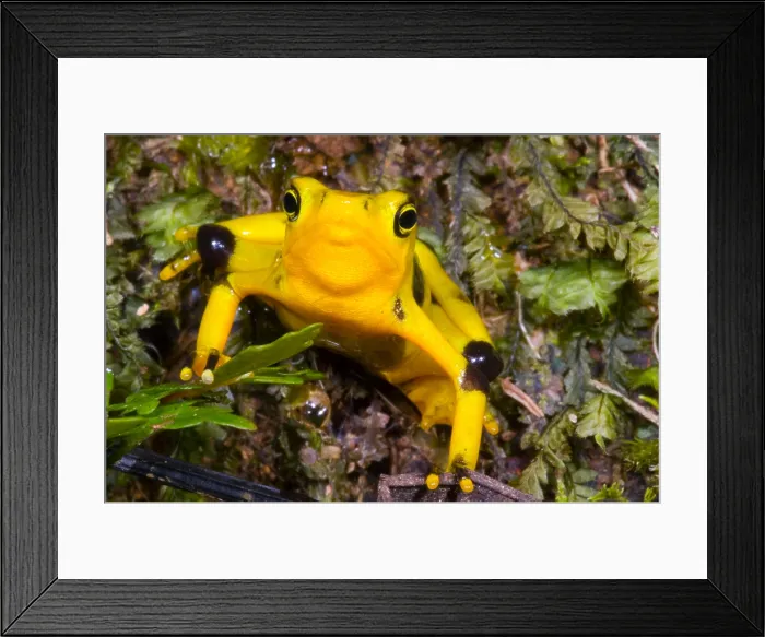 Framed Print : Harlequin Toad Framed Print : Harlequin Toad