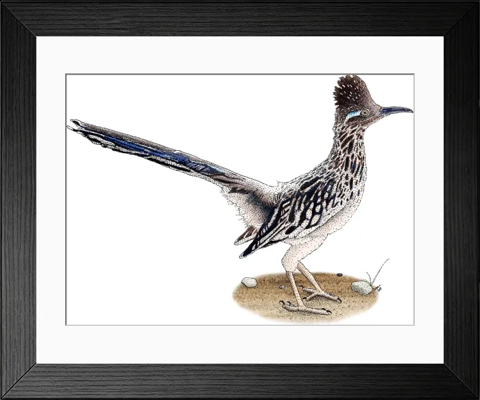 Framed Print : Roadrunner Framed Print : Roadrunner