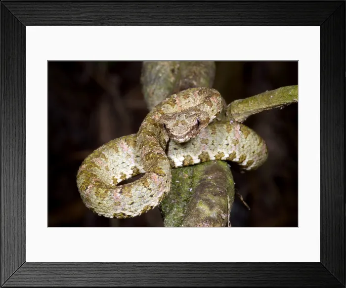 Framed Print : Eyelash Viper