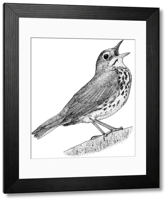 Framed Print : Ovenbird. Pen and ink illustration of an Ovenbird (Seiurus aurocapilla) Framed Print : Ovenbird. Pen and ink illustration of an Ovenbird (Seiurus aurocapilla)