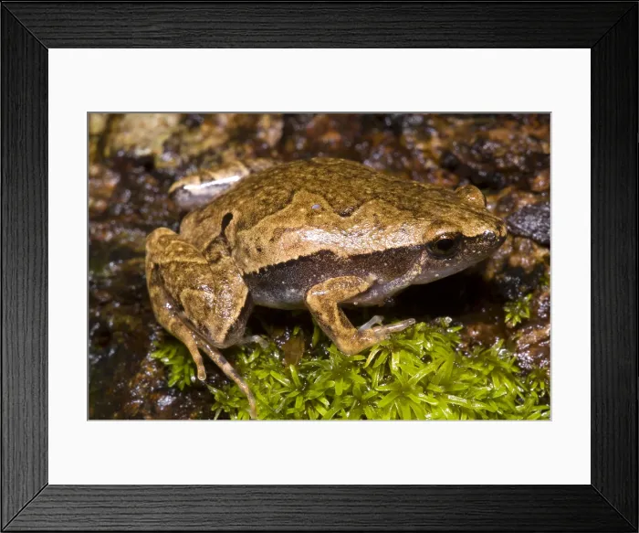 Framed Print : Bolivian Bleating Frog Framed Print : Bolivian Bleating Frog