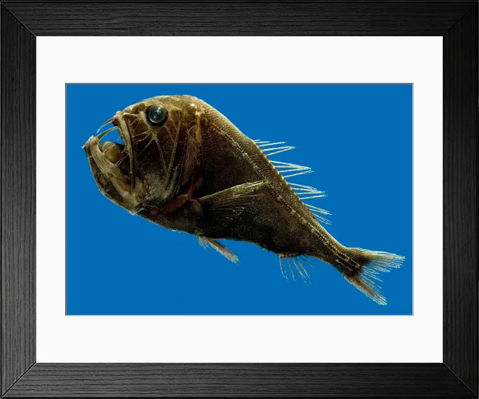 Framed Print : Deep-Sea Fangtooth
