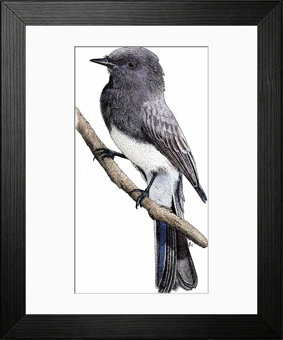 Framed Print : Black phoebe Framed Print : Black phoebe