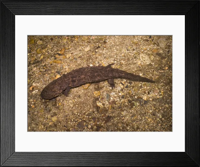 Framed Print : Japanese Giant Salamander Framed Print : Japanese Giant Salamander