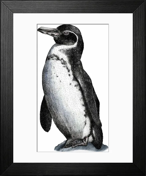 Framed Print : Galapagos penguin Framed Print : Galapagos penguin