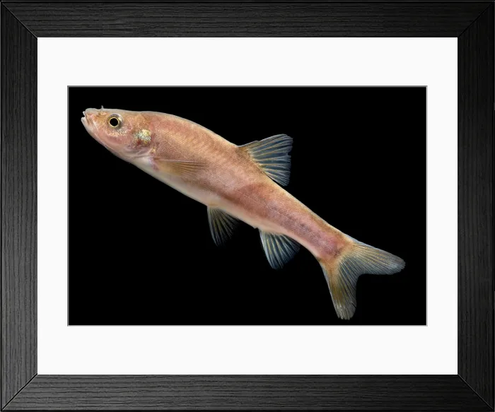Framed Print : Huanjiang Golden Line Barbel Framed Print : Huanjiang Golden Line Barbel
