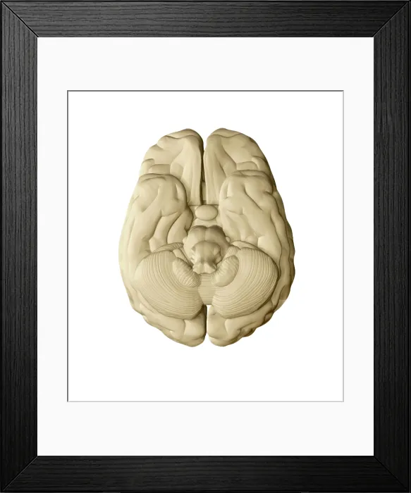 Framed Print : Brain, External Anatomy, Illustration Framed Print : Brain, External Anatomy, Illustration