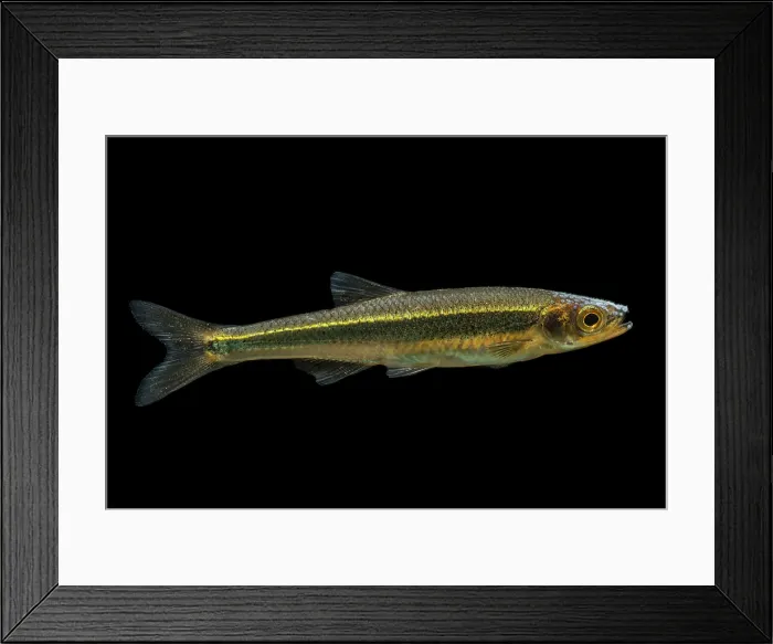 Framed Print : Mountain Shiner (Lythrurus lirus) Framed Print : Mountain Shiner (Lythrurus lirus)