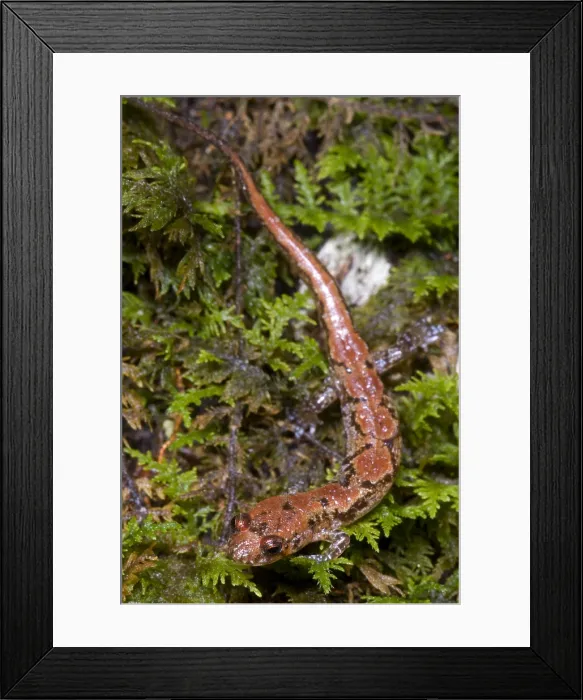 Framed Print : Ocoee Salamander
