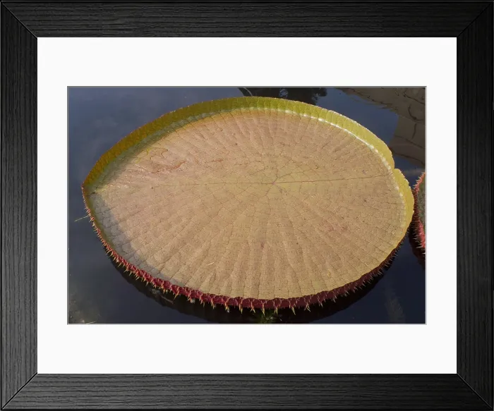 Framed Print : Queen Victoria Lily Framed Print : Queen Victoria Lily