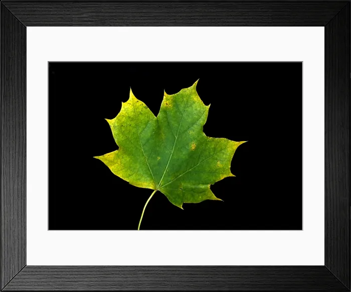 Framed Print : Maple Leaf Framed Print : Maple Leaf
