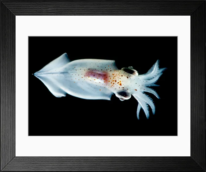 Framed Print : Enope Squid (Abralia redfieldi) Framed Print : Enope Squid (Abralia redfieldi)
