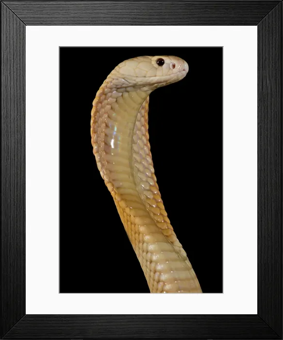 Framed Print : Sunset Morph Monacled Cobra (Naja kaouthia) Framed Print : Sunset Morph Monacled Cobra (Naja kaouthia)