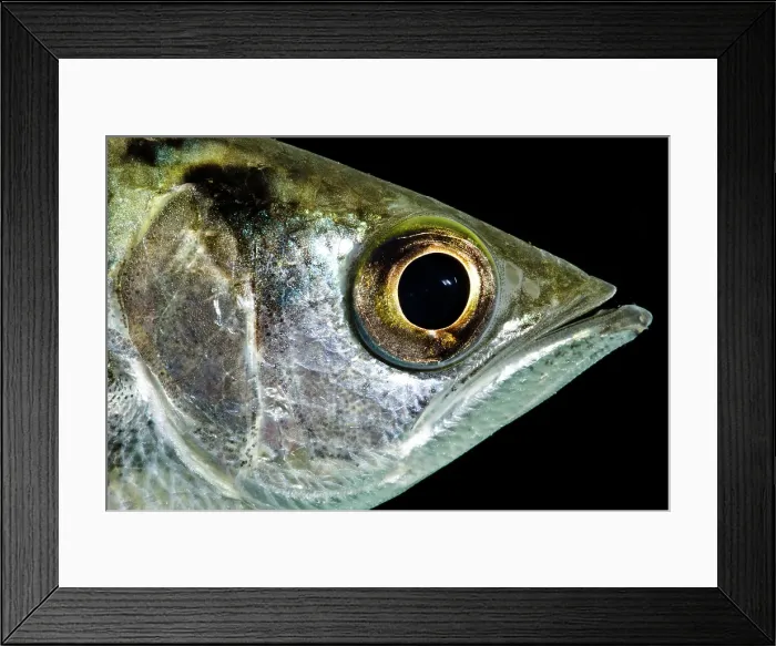 Framed Print : Banded Archerfish (Toxotes jaculatrix) Framed Print : Banded Archerfish (Toxotes jaculatrix)