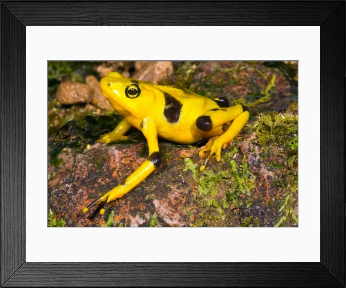 Framed Print : Harlequin Toad Framed Print : Harlequin Toad