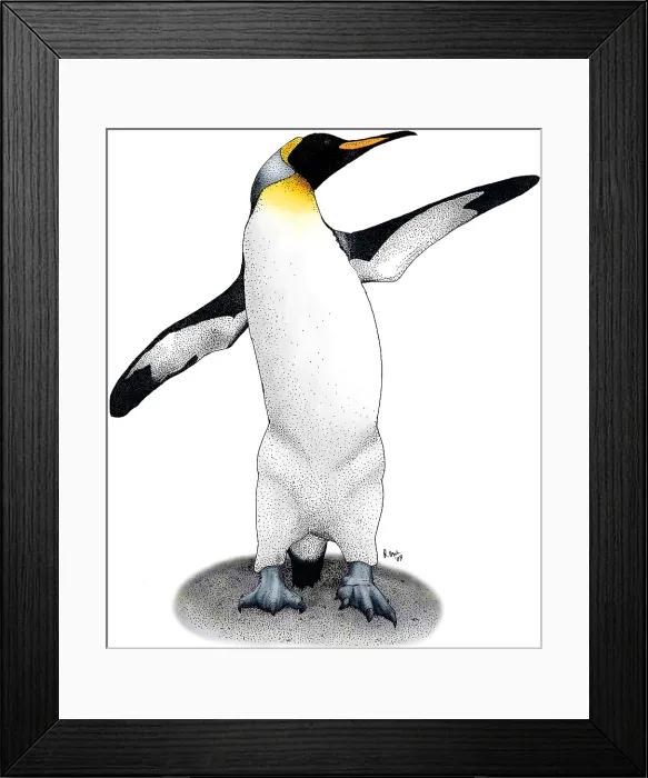 Framed Print : KIng Penguin Framed Print : KIng Penguin