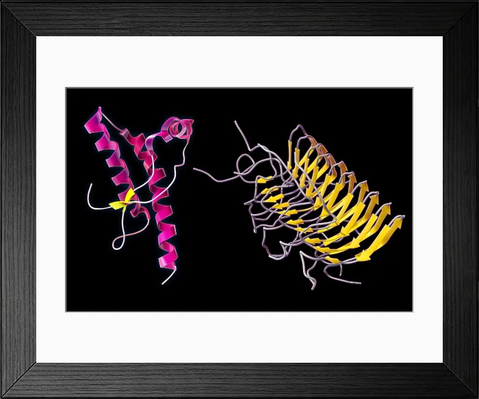 Framed Print : Prion Isoforms Framed Print : Prion Isoforms