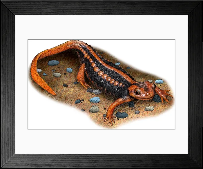 Framed Print : Emperor newt