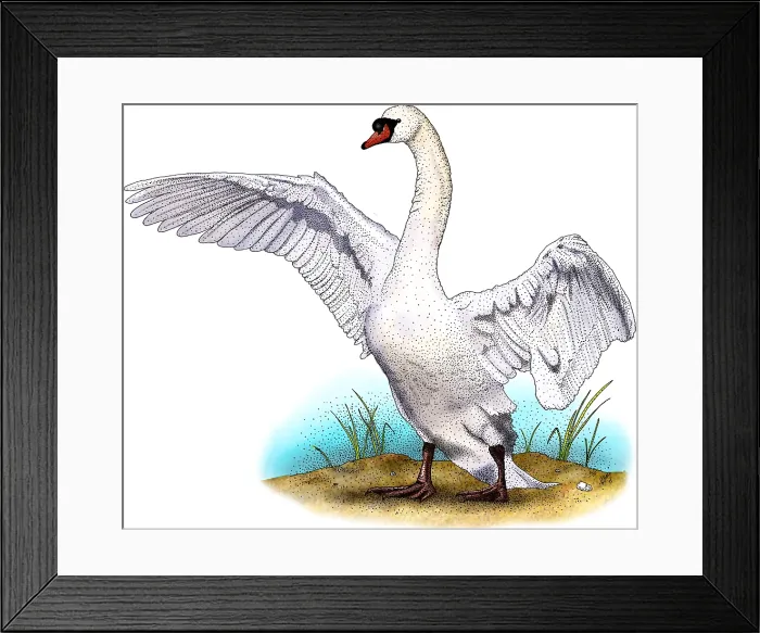 Framed Print : Mute Swan. Illustration of a Mute Swan (Cygnus olor) Framed Print : Mute Swan. Illustration of a Mute Swan (Cygnus olor)
