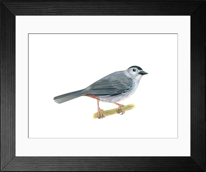 Framed Print : Gray Catbird Framed Print : Gray Catbird
