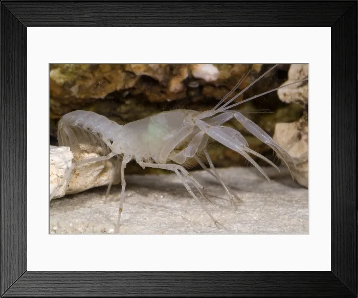Framed Print : McLane's Cave Crayfish Framed Print : McLane's Cave Crayfish