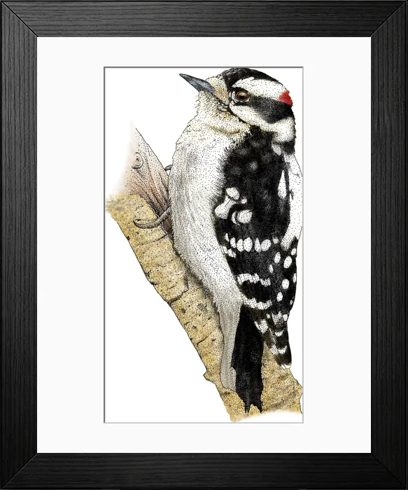 Framed Print : Downy Woodpecker Framed Print : Downy Woodpecker