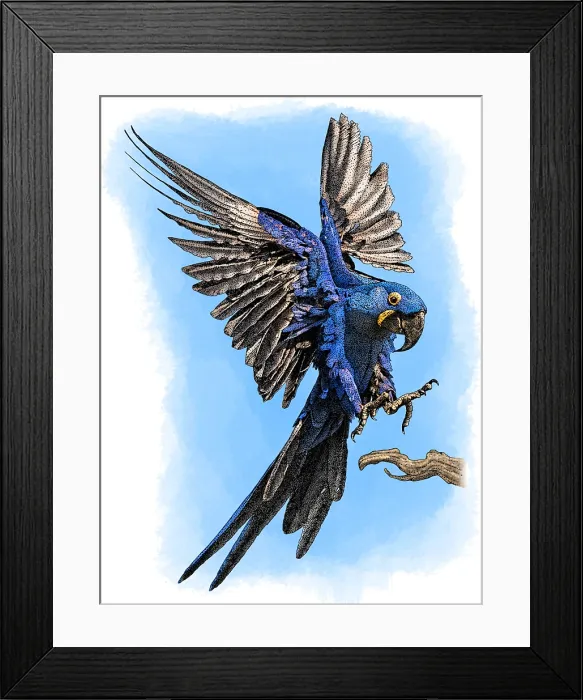Framed Print : Hyacinth Macaw Framed Print : Hyacinth Macaw