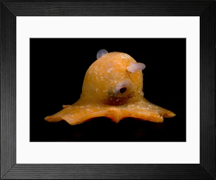 Framed Print : Flapjack Octopus Framed Print : Flapjack Octopus