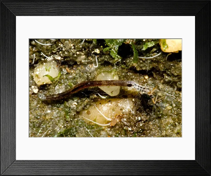 Framed Print : Glowworm. A variety of invertebrates go by the name of glowworm Framed Print : Glowworm. A variety of invertebrates go by the name of glowworm