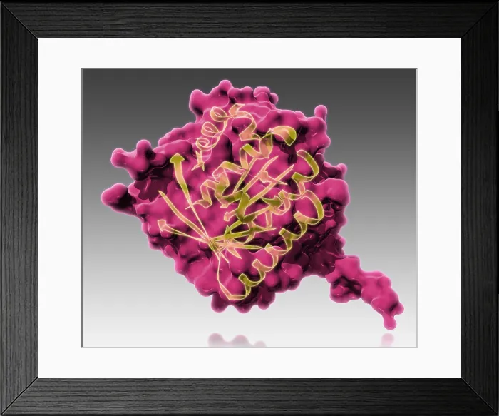 Framed Print : BRCA2, Molecular Model Framed Print : BRCA2, Molecular Model